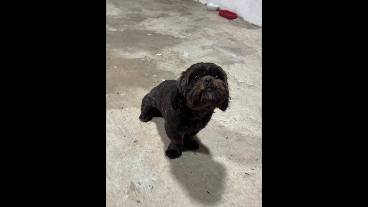 Cachorro é encontrado no bairro Maria Luiza