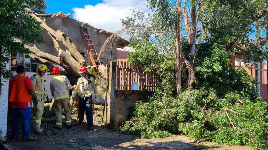 Bombeiros retiram árvore que atingiu casa no Cascavel Velho