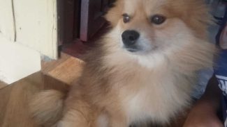 Imagem referente a Cachorro Urso desapareceu no bairro Cascavel Velho