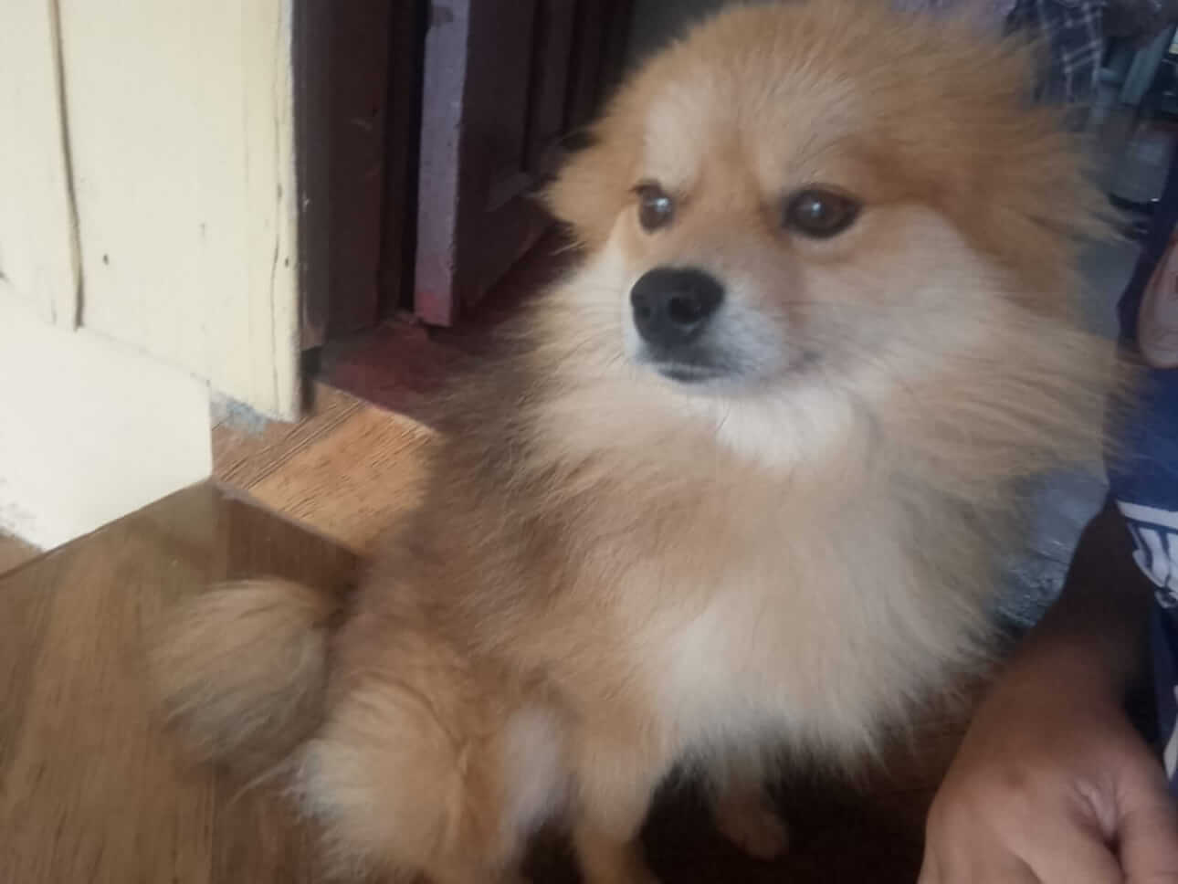 Cachorro Urso desapareceu no bairro Cascavel Velho