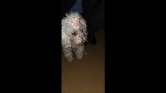 Imagem referente a Cachorra é encontrada no bairro Cascavel Velho