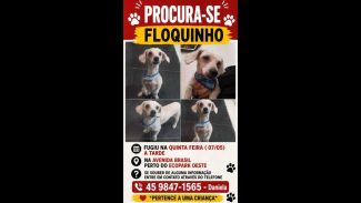Imagem referente a Cachorro Floquinho desapareceu no bairro Coqueiral