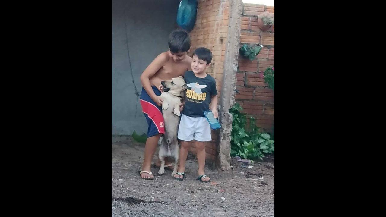 Cachorro Caramelo desapareceu no bairro Floresta Cachorro Caramelo desapareceu no bairro Floresta