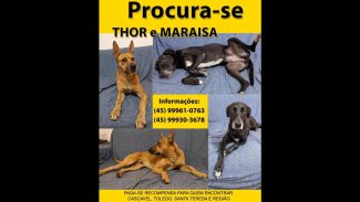 Imagem referente a Cachorra Maraisa desapareceu no bairro Parque São Paulo