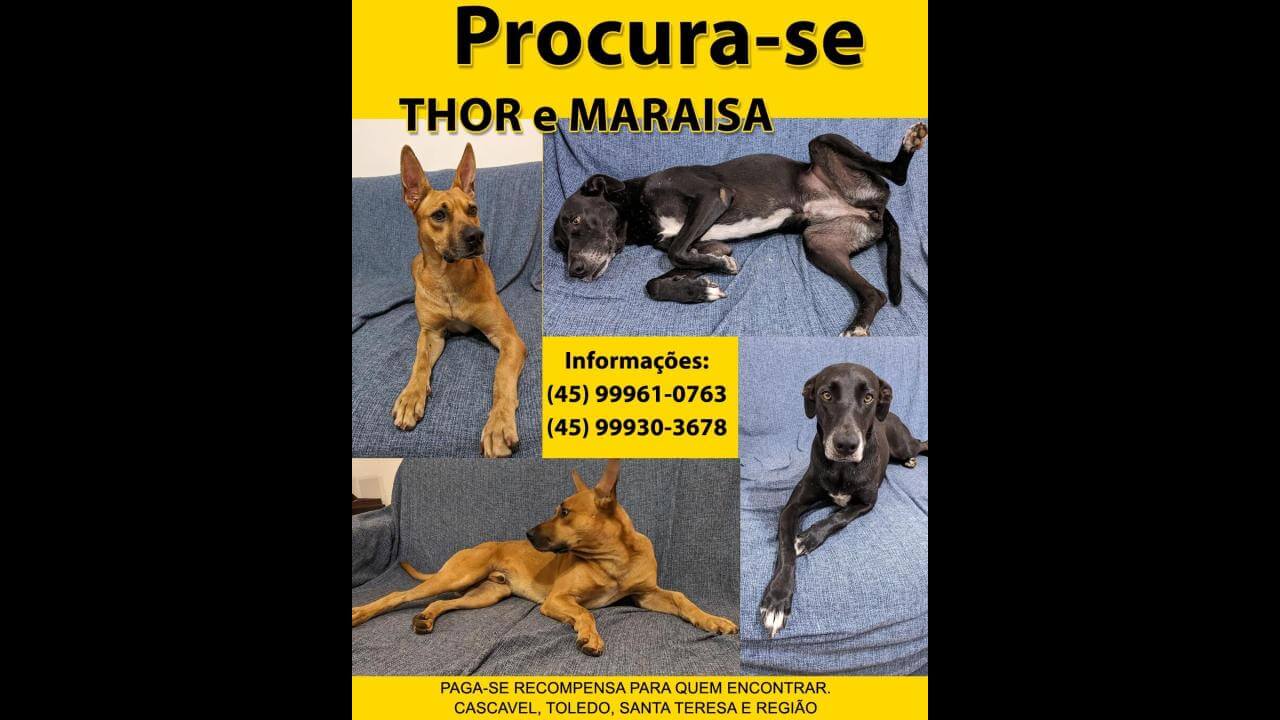 Cachorra Maraisa desapareceu no bairro Parque São Paulo Cachorra Maraisa desapareceu no bairro Parque São Paulo
