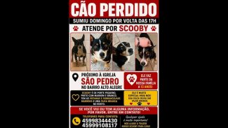 Cachorro Scooby desapareceu no bairro Alto Alegre Imagem referente a Cachorro Scooby desapareceu no bairro Alto Alegre