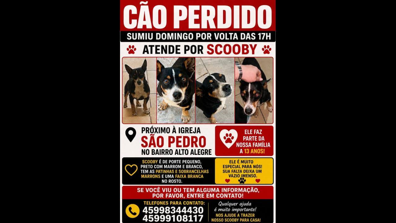 Cachorro Scooby desapareceu no bairro Alto Alegre Cachorro Scooby desapareceu no bairro Alto Alegre