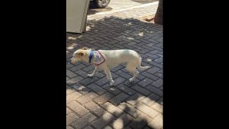 Cachorro é encontrado no bairro Centro Imagem referente a Cachorro é encontrado no bairro Centro