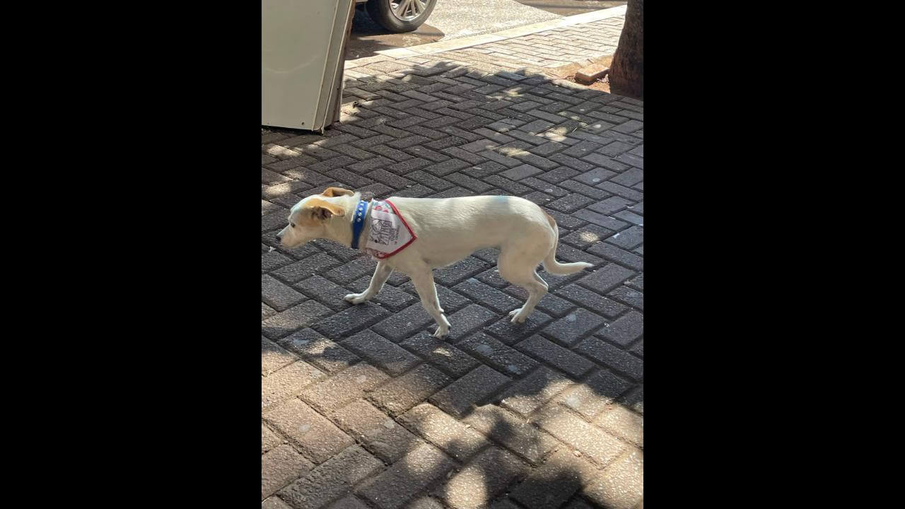 Cachorro é encontrado no bairro Centro Cachorro é encontrado no bairro Centro