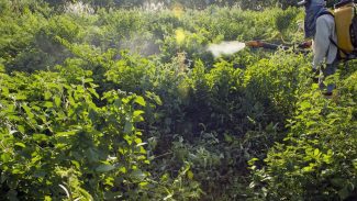 Governo vai monitorar presença de agrotóxico em bacias hidrográficas