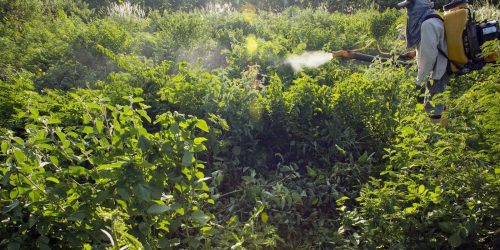 Governo vai monitorar presença de agrotóxico em bacias hidrográficas Imagem referente a Governo vai monitorar presença de agrotóxico em bacias hidrográficas