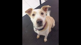 Imagem referente a Cachorro Shelby,esta com uma roupa marrom coleira roxa fugi desapareceu no bairro Cancelli