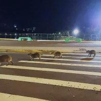 Imagem referente a Capivaras “tomam conta” do Lago Municipal durante manhã gelada em Cascavel