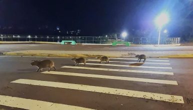 Capivaras “tomam conta” do Lago Municipal durante manhã gelada em Cascavel Imagem referente a Capivaras “tomam conta” do Lago Municipal durante manhã gelada em Cascavel
