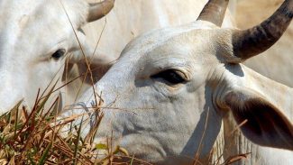 União Europeia veta compra de carne brasileira a partir de setembro