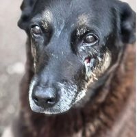 Imagem referente a MP de Santa Catarina diz que cão Orelha não foi morto por adolescentes