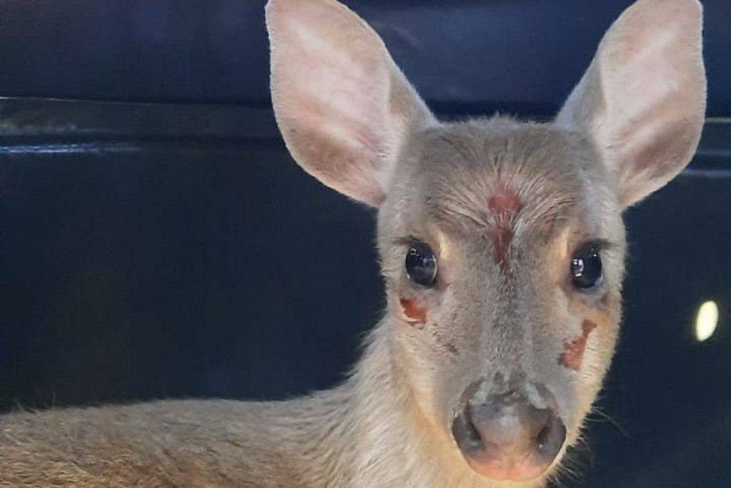 Veado-catingueiro ferido é resgatado em Irati e devolvido à natureza; veja vídeo