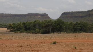 Fragmentos de vegetação nativa cresceram no país 260% em 38 anos