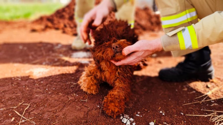 Cachorrinha é resgatada após cair em buraco na Rua Armando Zanata