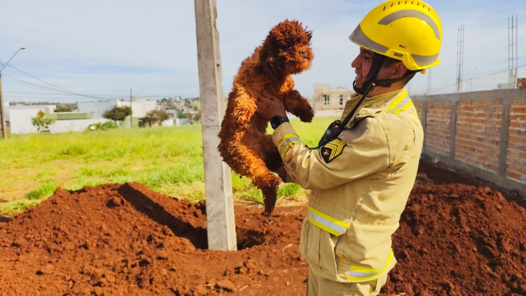 Bombeiro comenta resgate e faz apelo para adoção de cachorrinha que caiu em buraco