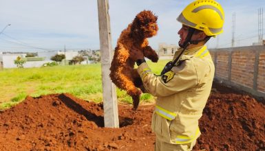 Imagem referente a Bombeiro comenta resgate e faz apelo para adoção de cachorrinha que caiu em buraco