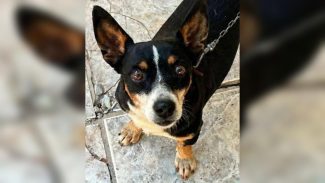 Imagem referente a Cachorro Scoby desapareceu no bairro Alto Alegre