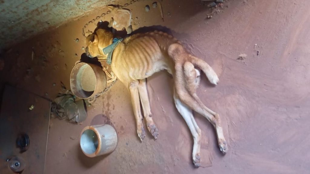Crueldade: Tutor é preso após flagrante de maus-tratos