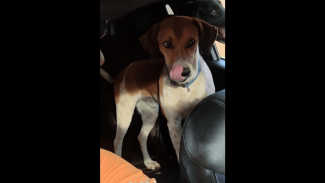 Imagem referente a Cachorro Adão desapareceu no bairro Pacaembu