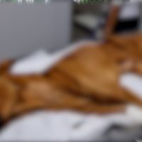 Imagem referente a Cachorro resgatado em situação de maus-tratos é levado para tratamento em Cascavel
