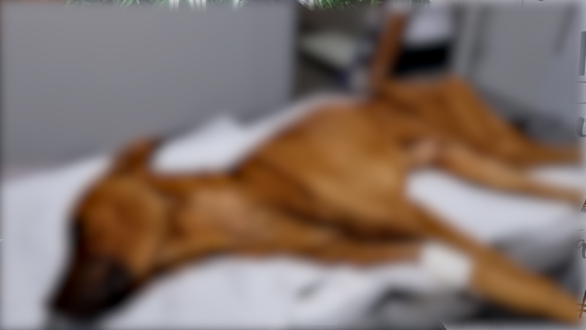 Imagem referente a Cachorro resgatado em situação de maus-tratos é levado para tratamento em Cascavel