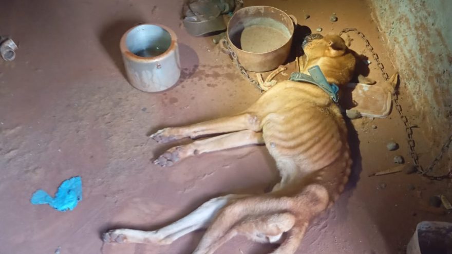 Cachorro resgatado em estado grave de maus-tratos morre em Cascavel