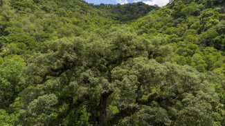 Desmatamento da Mata Atlântica tem queda de 28% em um ano