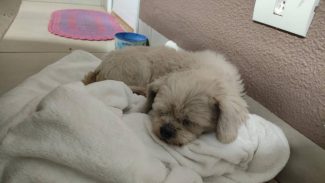 Cachorro é encontrado no bairro Pacaembu Imagem referente a Cachorro é encontrado no bairro Pacaembu