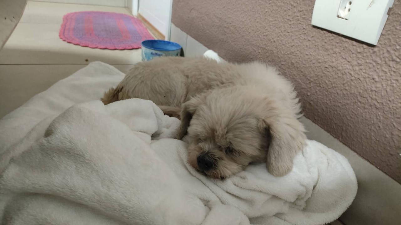 Cachorro é encontrado no bairro Pacaembu Cachorro é encontrado no bairro Pacaembu