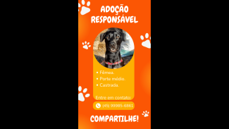 Cachorra é encontrada no bairro Parque São Paulo Imagem referente a Cachorra é encontrada no bairro Parque São Paulo