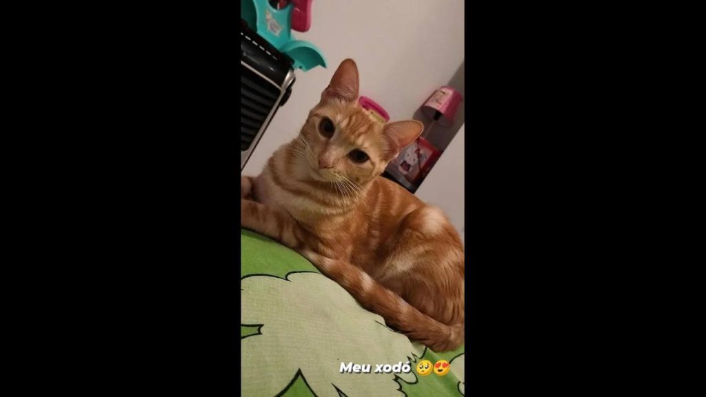 Gata Mel desapareceu no bairro Neva