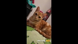 Imagem referente a Gata Mel desapareceu no bairro Neva