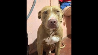 Imagem referente a Cachorro Zoro desapareceu no bairro Cascavel Velho