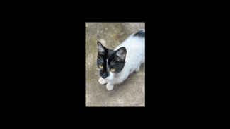 Imagem referente a Gata Princesa desapareceu no bairro Interlagos