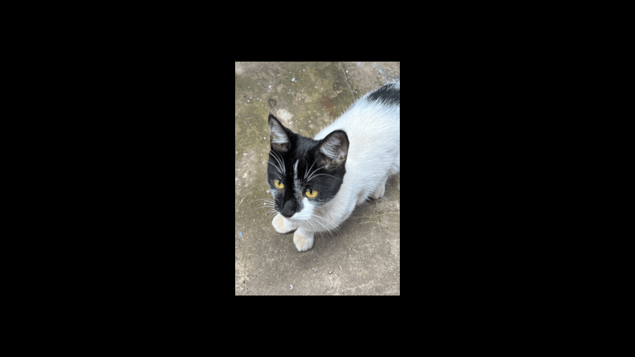 Gata Princesa desapareceu no bairro Interlagos Gata Princesa desapareceu no bairro Interlagos