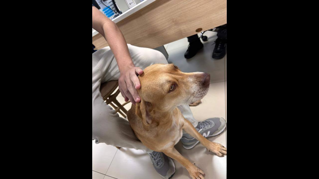 Cachorra é encontrada no bairro Neva Cachorra é encontrada no bairro Neva