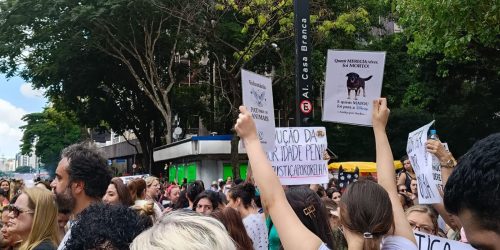 Imagem referente a Cão Orelha: Justiça arquiva caso a pedido do Ministério Público