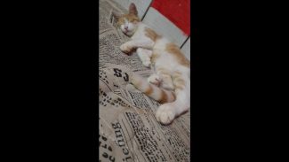 Imagem referente a Gato Ozzy desapareceu no bairro Florais do Paraná
