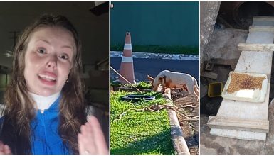 Imagem referente a Filhotes de cachorra estão há dias presos em bueiro de condomínio e moradores imploram por ajuda