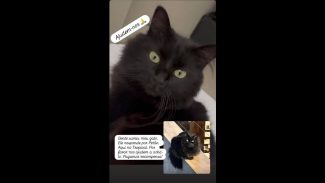 Imagem referente a Gato Petão desapareceu no bairro Tropical II