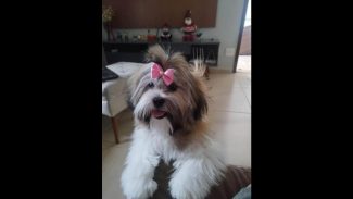 Cachorra Jade desapareceu no bairro Maria Luiza Imagem referente a Cachorra Jade desapareceu no bairro Maria Luiza