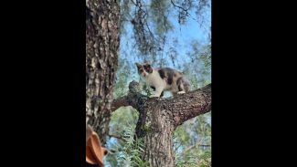 Gata Amora desapareceu no bairro Turisparque Imagem referente a Gata Amora desapareceu no bairro Turisparque