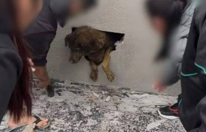 Cadela desaparecida há dez dias é encontrada dentro de parede de concreto
