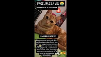 Imagem referente a Gata Mel desapareceu no bairro Neva