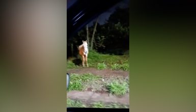 Imagem referente a Moradores denunciam situação de maus-tratos contra cavalo no Bairro Morumbi